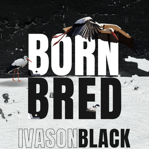 Ivason Black-Born Bred