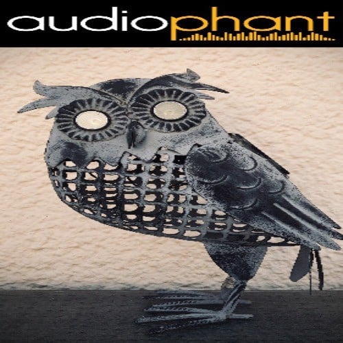 Audiophant-Eule