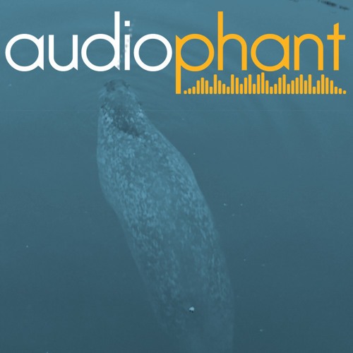 Audiophant-The Base