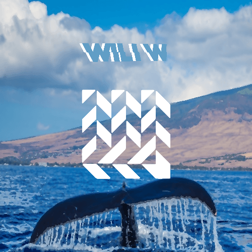 Whales Of The Ocean