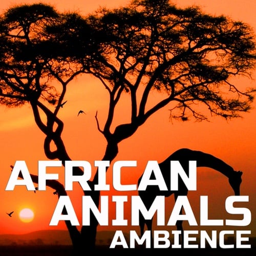 African Animals Ambience