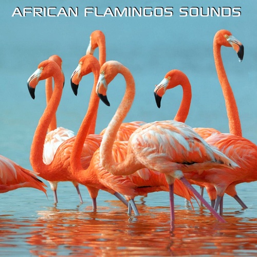 African Flamingos Sounds (feat. Nature Soundscapes, Flamingo Soundscapes, Discovery Nature Sound & African Nature Soundscapes)