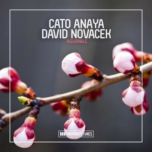 David Novacek, Cato Anaya-Aguanile