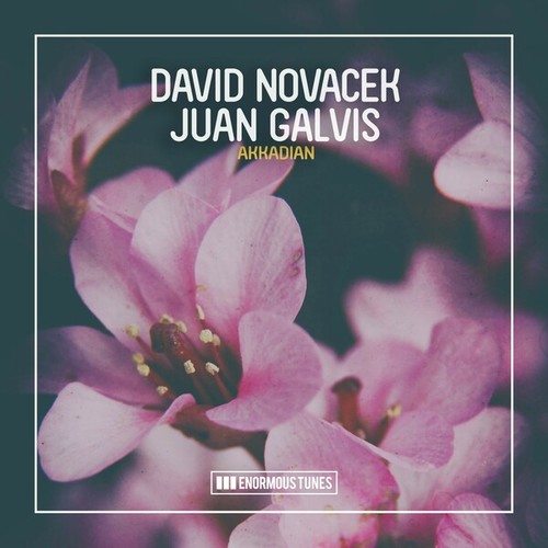 David Novacek, Juan Galvis-Akkadian