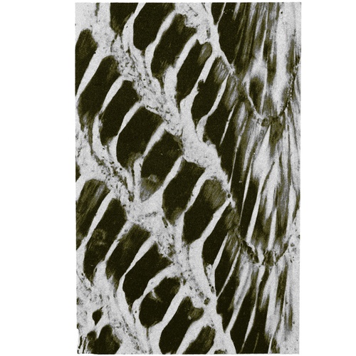 Occidental-Ampullae of Lorenzini