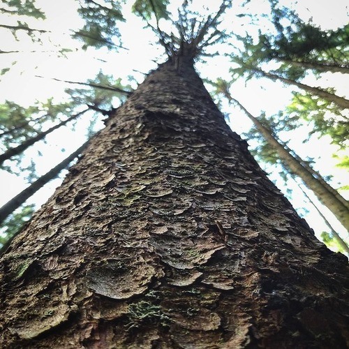 Borodin-Bare Trees