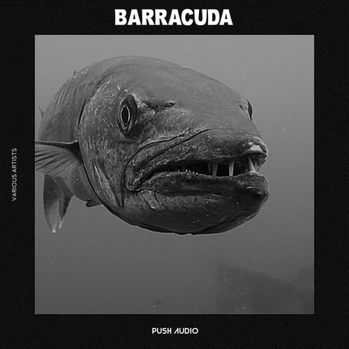 Various Artists-Barracuda