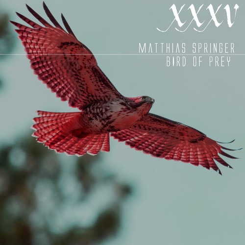 Matthias Springer-Bird of Prey