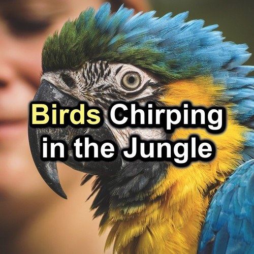 Birds Chirping in the Jungle