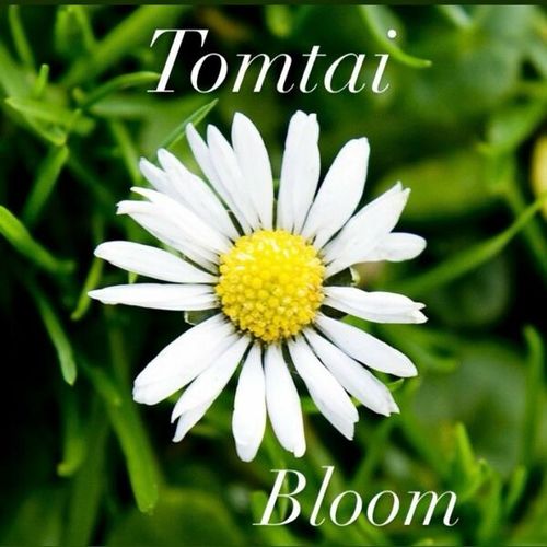 Tomtai-Bloom