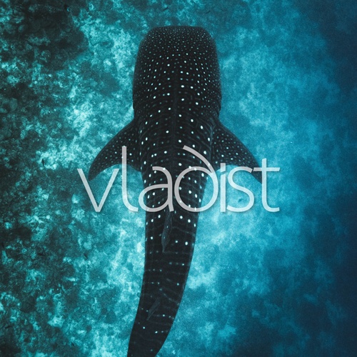 Vladist-Blue Steel