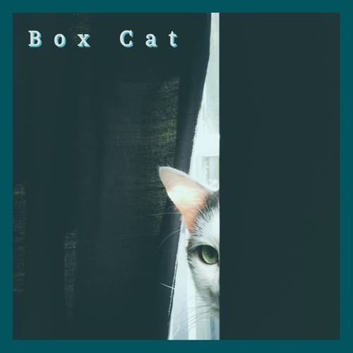 Box cat