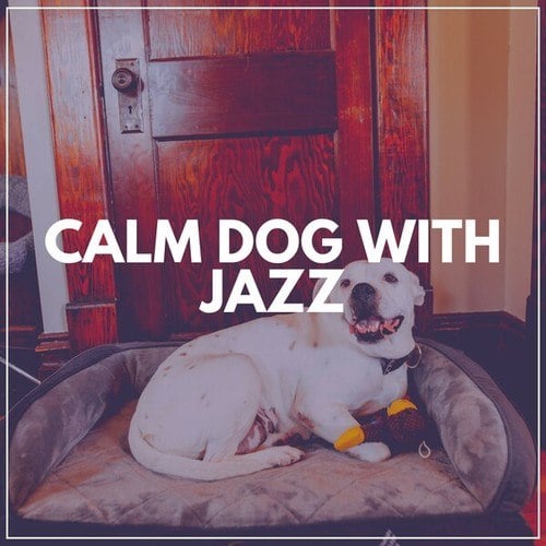 Calm Dog with Jazz