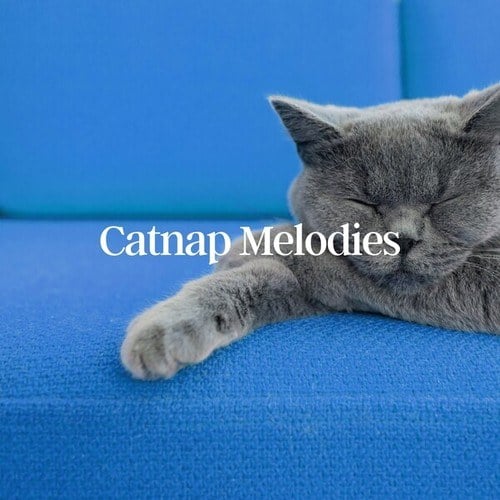 Catnap Melodies