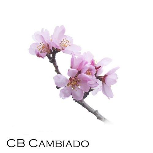Chimbote-Cb Cambiado