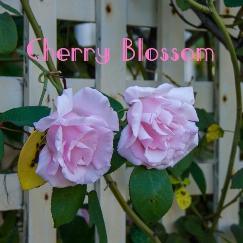 Aidan Wright-Cherry Blossom