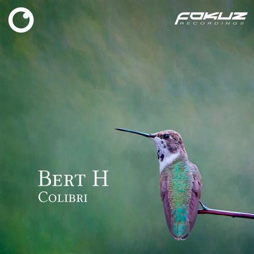 Bert H-Colibri