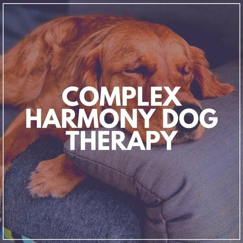 Complex Harmony Dog Therapy