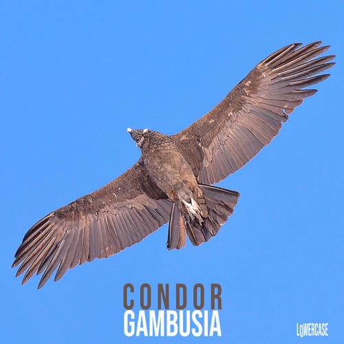 Gambusia-Condor