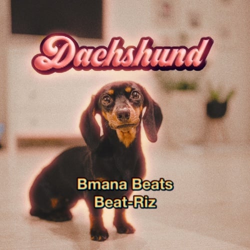 Dachshund