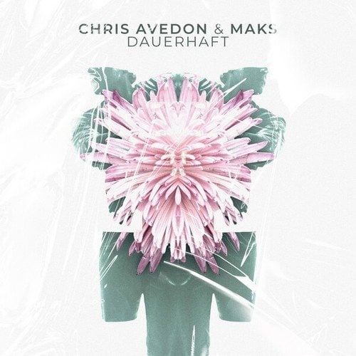 Chris Avedon, Maks-Dauerhaft (Club Mix)