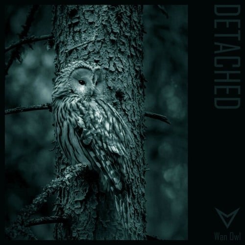 Wan Owl-Detached