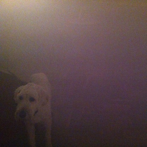 Anthony Child, Oneohtrix Point Never, Matmos, Surgeon, Richard Youngs-Dog In The Fog - 'Replica' Collaborations & Remixes