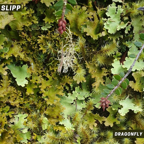 Slipp.-Dragonfly