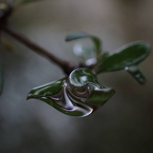 Droplette