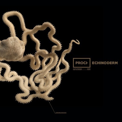 PROCH-Echinoderm