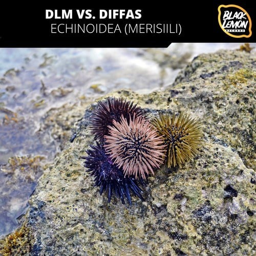 DLM, Diffas-Echinoidea (Merisiili)