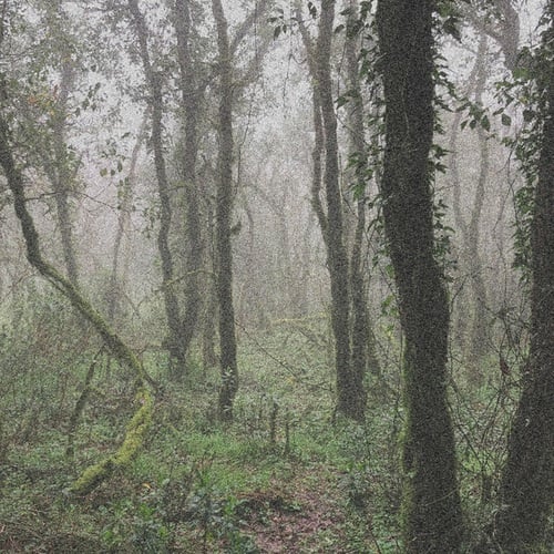 ORBE-El Bosque de la Niebla