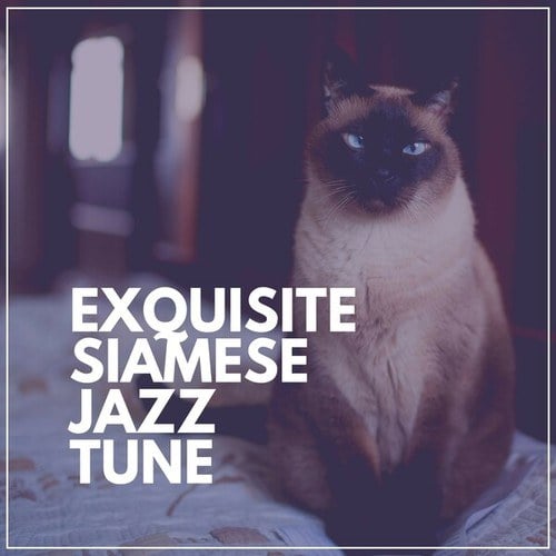 Exquisite Siamese Jazz Tune
