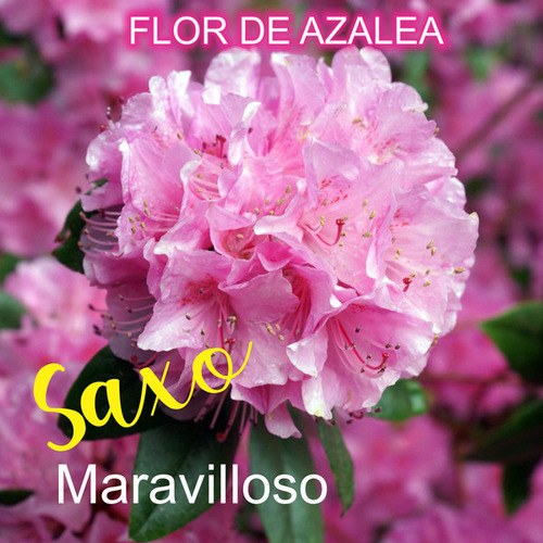 Flor De Azalea