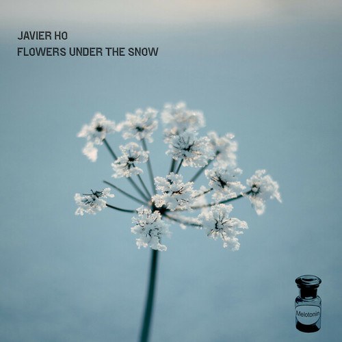 Javier Ho-Flowers Under the Snow