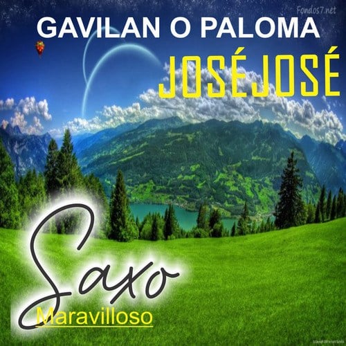 Gavilan O Paloma