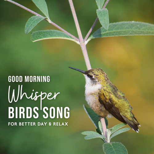 Good Morning Whisper, Birds Song for Better Day and Relax