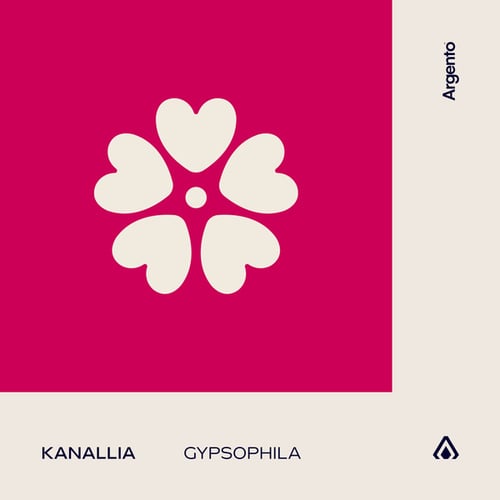 Kanallia-Gypsophila