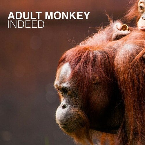 Adult Monkey-Indeed