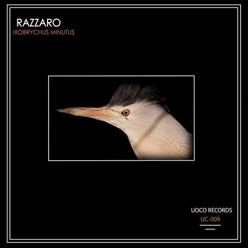 Razzaro-Ixobrychus Minutus