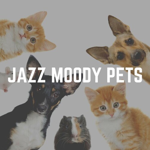 Jazz Moody Pets