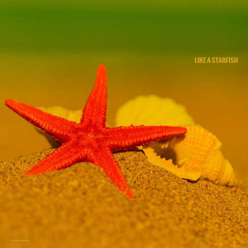 Various Artists-Like a Starfish