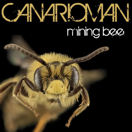 Canarioman-Mining Bee