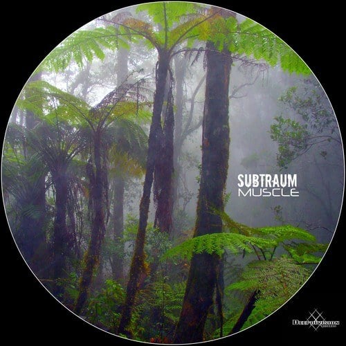 Subtraum-Muscle