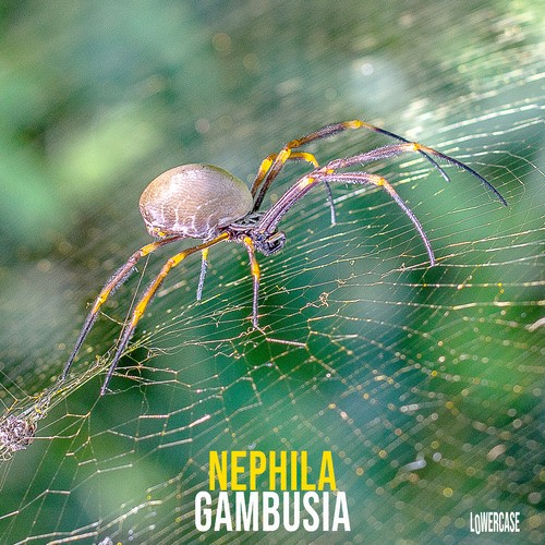 Gambusia-Nephila