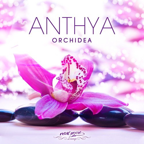 Anthya-Orchidea