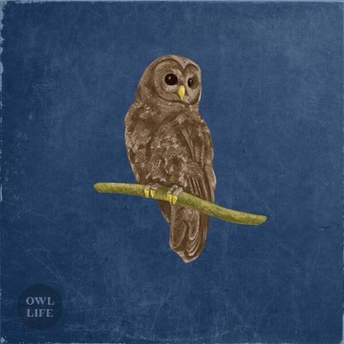 NEKOB-Owl life
