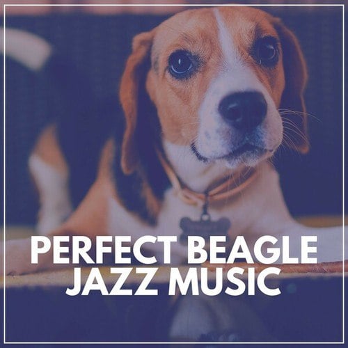 Perfect Beagle Jazz Music