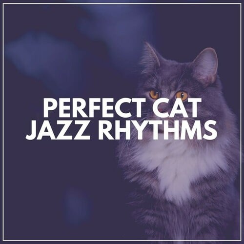 Perfect Cat Jazz Rhythms