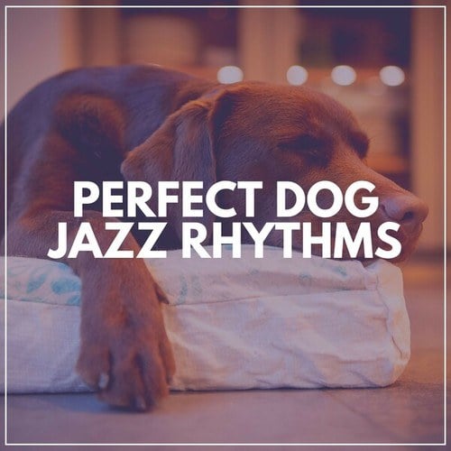 Perfect Dog Jazz Rhythms